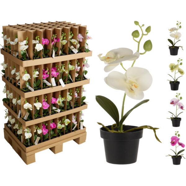 Blóm Orkídeur í svörtum blómapotti