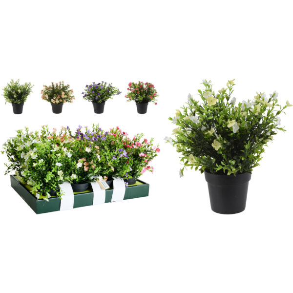 Skrautblóm í svörtum potti  - Koopman